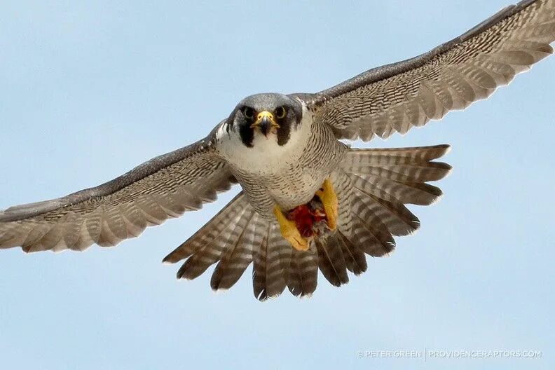 Сокол Сапсан. Сокол Сапсан птица. Сокол Сапсан в полёте. Ястреб Сапсан. Fastest bird