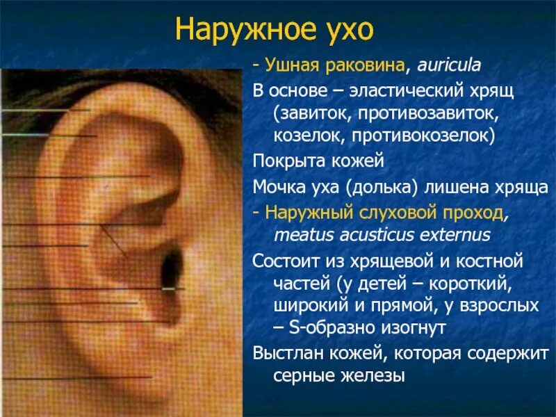 Наружное ухо человека состоит из. Наружная ушная раковина. Строение хряща ушной раковины.