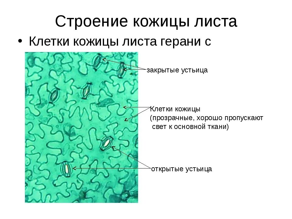 Строение листа герани под микроскопом. Препарат эпидермиса листа герани. Органоиды эпидермиса листа герани. Эпидермис листа герани рисунок.