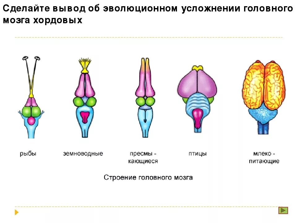 Строение мозга позвоночных животных. Схемы строения головного мозга хордовых. строение головного мозга хордовых животных таблица. эволюция головного мозга хордовых. отделы головного мозга позвоночных животных таблица.