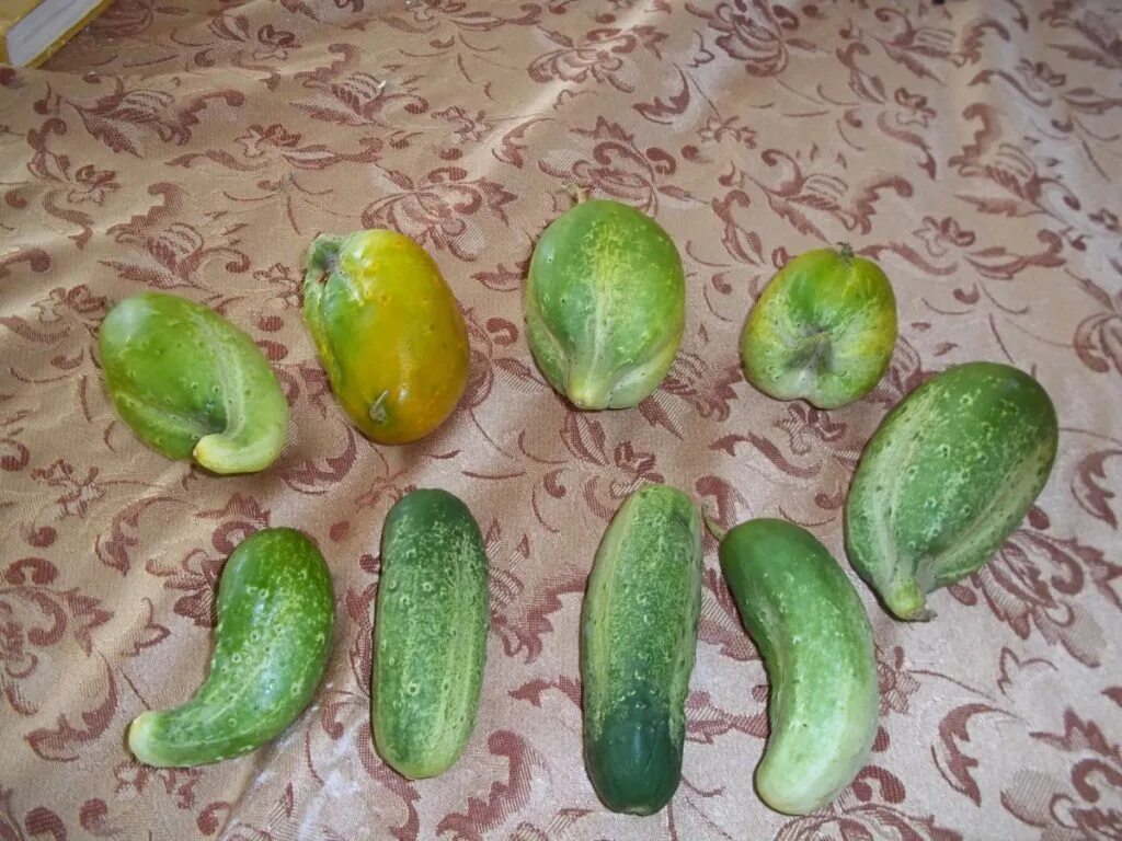 Как стать огурцом