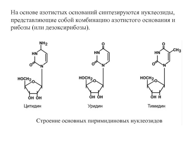 Структурная формула уридина. Строение нуклеозида тимидина. Уридин структура. Уридин тимидин. Синтезируется цепь содержащая рибозу