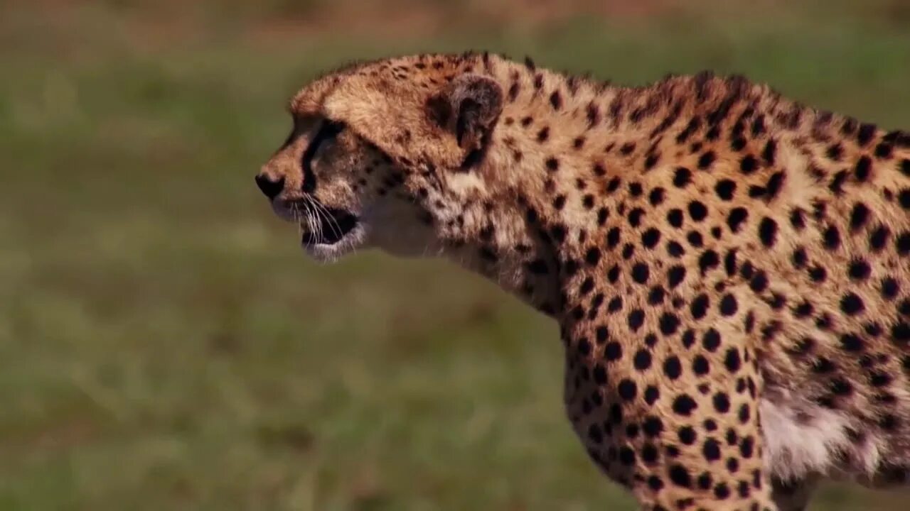 Быстрые животные. Гепард в деле. Bbc гепарды. Леопард охотится на антилопу.