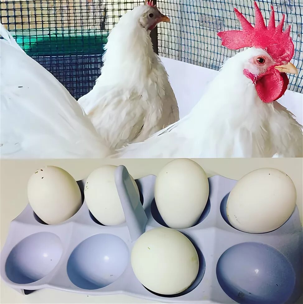 Купить инкубационное яйцо леггорн. Инкубационное яйцо Леггорн. Леггорн порода кур яйца. Леггорн далматинец куры. Цыплята Леггорн далматинец.