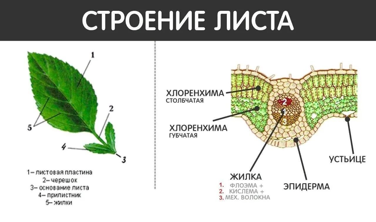 Название структуры листа