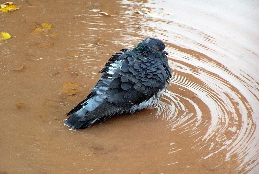 плавающий голубь. птицы купаются в луже. голубь в луже. голуби купаются в луже. голубь моется.
