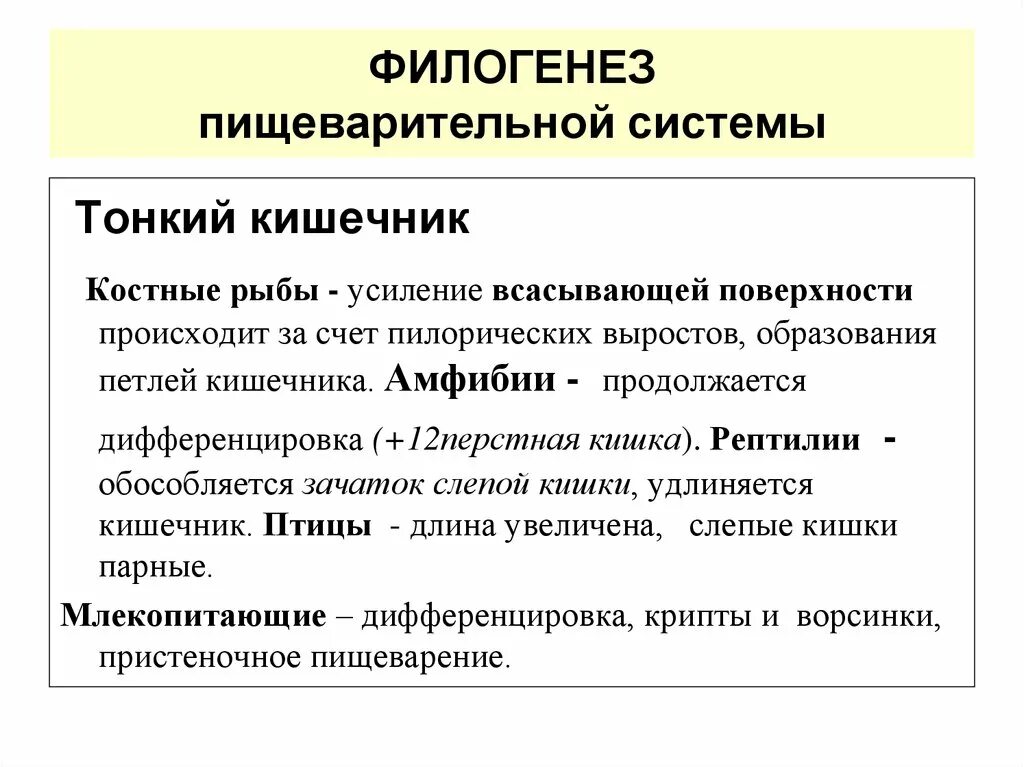 Филогенез систем. Филогенез пищеварительной системы хордовых. Филогенез пищеварительной системы позвоночных таблица. Филогенез пищеварительной системы хордовых таблица. Филогенез пищеварительной системы позвоночных животных таблица.