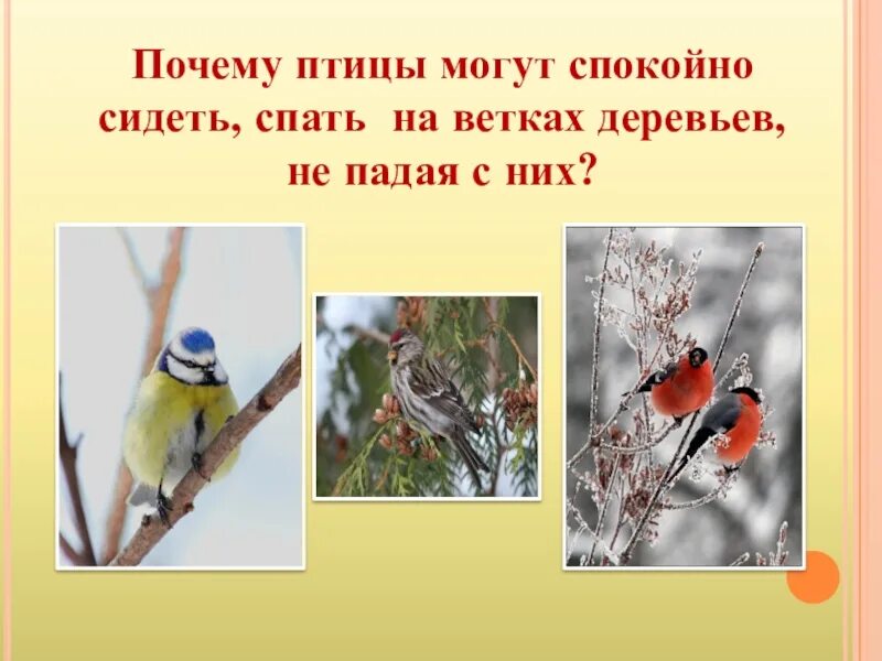 Птицы могут сидеть. Почему птицы могут. Почему птицы не падают с веток. Почему птицы не падают с дерева.