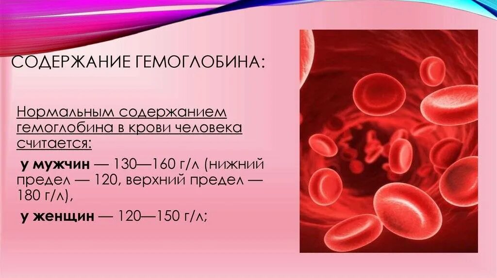 Гемоглобин на что влияет у женщин. Гемоглобин. содержание гемоглобина. гемоглобина в крови содержится:. гемоглобин содержится в эритроцитах.