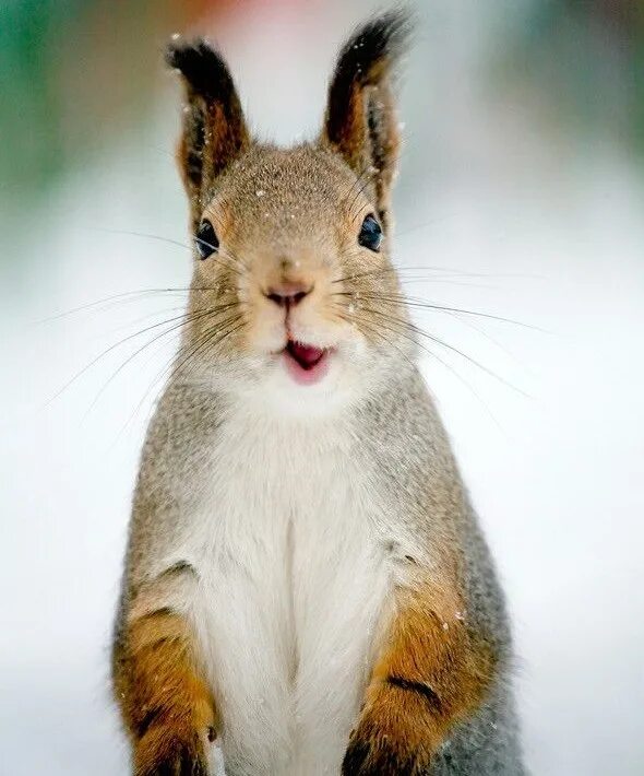 испуганная белка. удивленная белка.