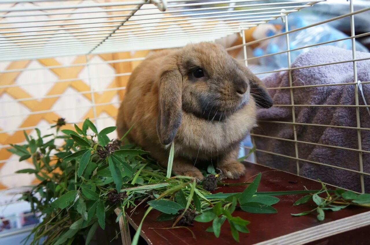 Rabbit hotel. Отель для кроликов. Передержка кроликов. Калда отель с кроликами. Нижний Новгород передержка кроликов.