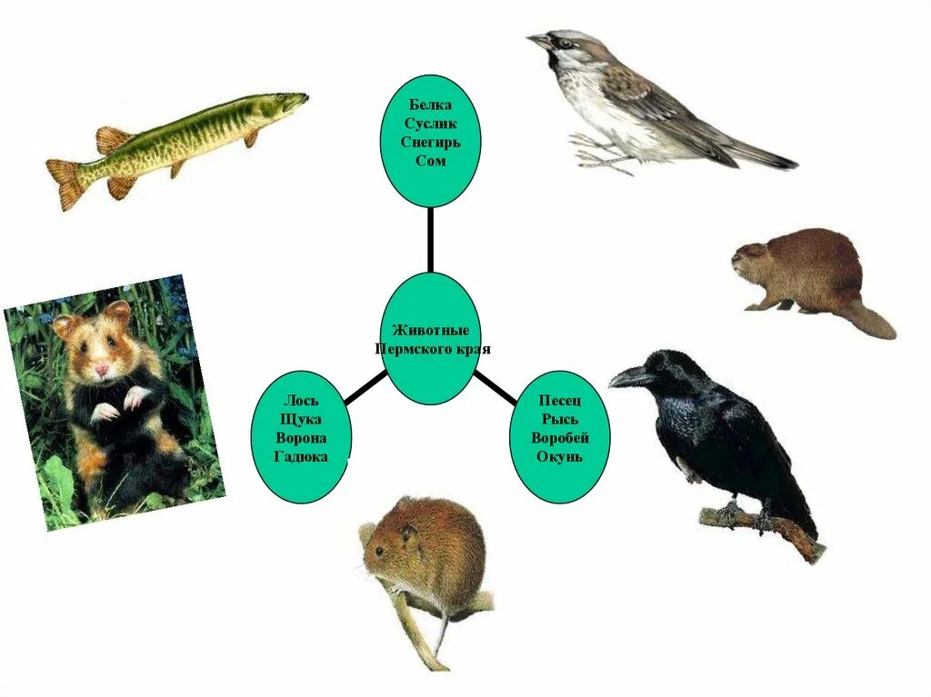 Дозор пермь животные. Какие животные есть в Пермском крае. Дикие животные Пермского края презентация для детей. Животные и птицы Пермского края. Звери и птицы Пермского края.