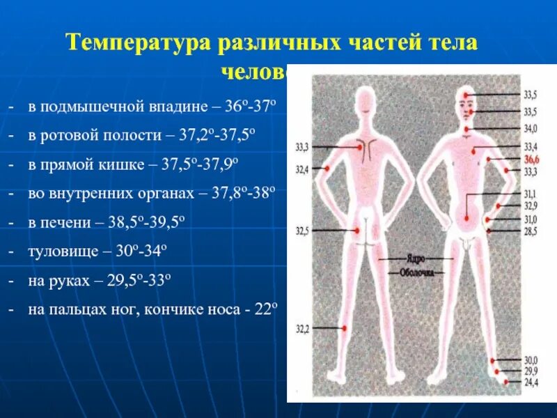 Температура кожных покровов. Температура в различных частях тела. Температура различных частей тела человека. Распределение температуры тела человека. Температура тела человека в разных частях тела.
