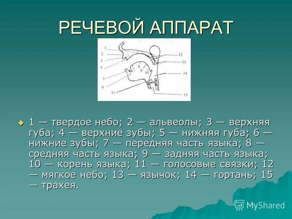 Функции звука речи