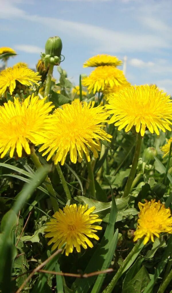 10 популярных идей на тему "dandelion color" для вдохновения