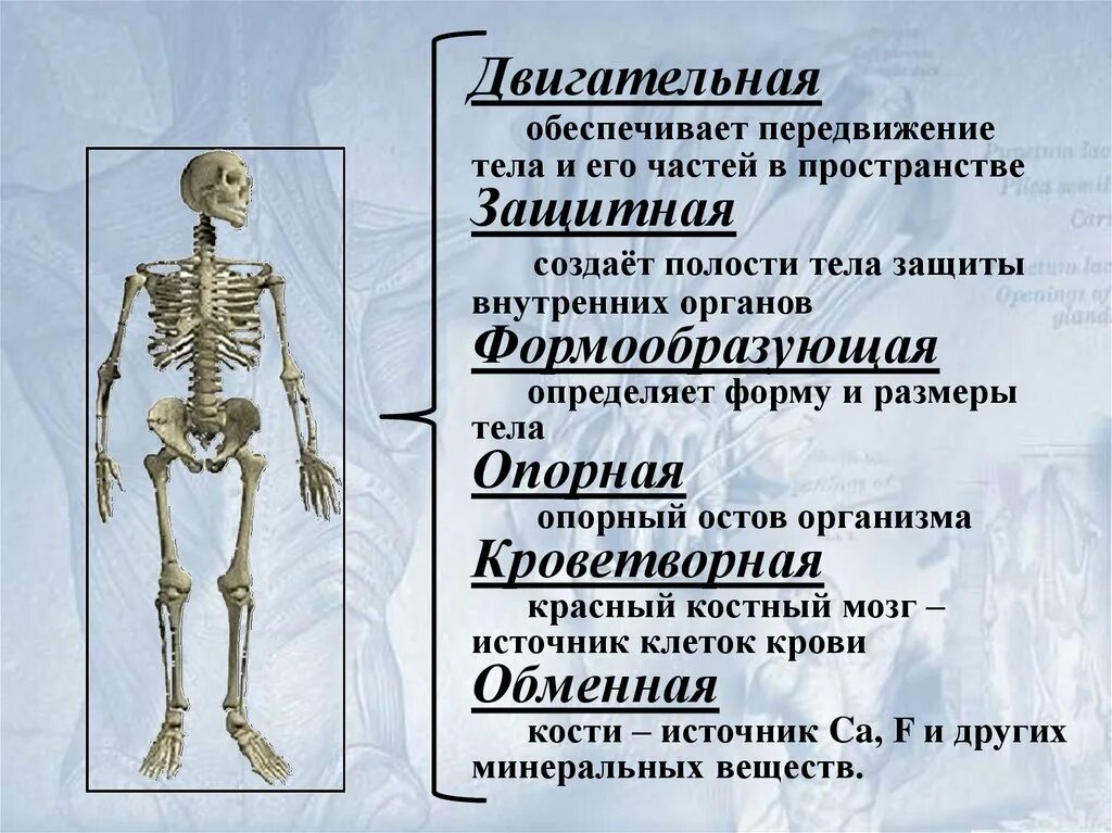 Опорно-двигательная система человека. Опорно-двигательная система человека строение. Опорно двигательный аппарат скелет. Строение и функции опорно-двигательной системы. Роль опорно двигательной системы 3 класс