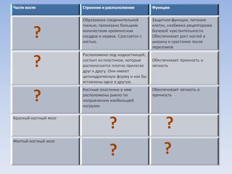 3 какую основную функцию выполняет кость. 3 какую основную функцию выполняет кость