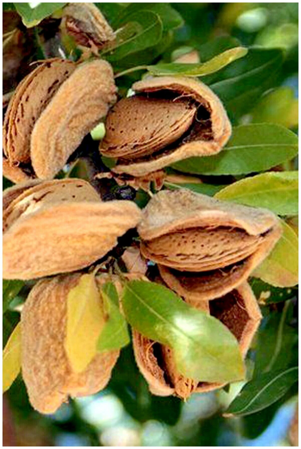 Миндаль делон. Миндальное дерево никитский 62. Миндаль узбекские сорта. Миндаль сорта описание сорта. Миндаль сорта описание сорта.