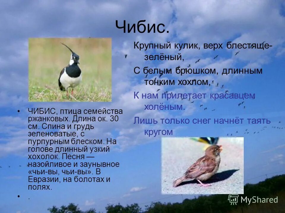 чибис ареал. чибис дзержинск. чибис дзержинск. водный чибис. чибис елец.