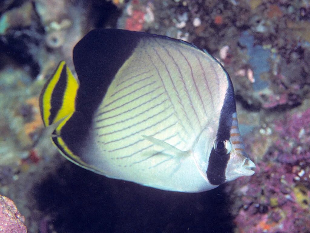 Бабочка Chaetodon decussatus. Chaetodon lineolatus. Рыба бабочка клинополосая. Бабочка полосатая, m /Chaetodon lineolatus.