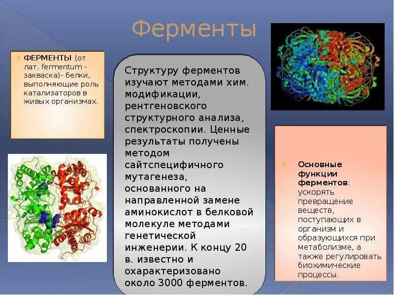 Ферментативная функция белков состоит в. Витамины гормоны ферменты и их роль. Ферменты человеческого организма. Ферменты сообщение. Ферменты с четвертичной структурой.