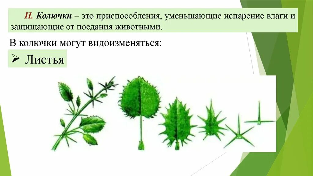 Выберите признаки приспособленности алоэ к недостатку влаги. Приспособление растений к меньшему испарению. Приспособление растений к уменьшению испарения. Приспособления уменьшающие испарение. Видоизменения листьев.