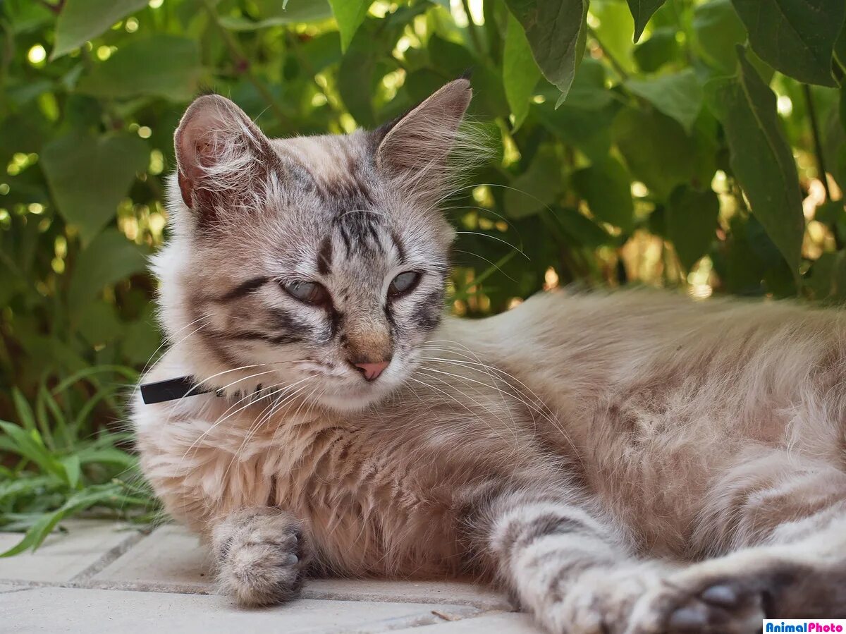 Котенок марёнок маркиз. Грустный кот маркиз. Маркиз без кота. Когда родился кот маркиз нонононононо. Порода маркиза.