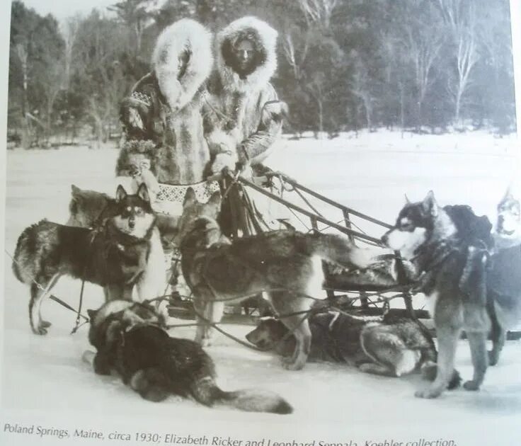 Эскимосская ездовая собака. Сибирская ездовая собака Сеппала. Сибирские хаски ездовые. Нанайцы на ездовых собаках. Собачья упряжка нанайцев.