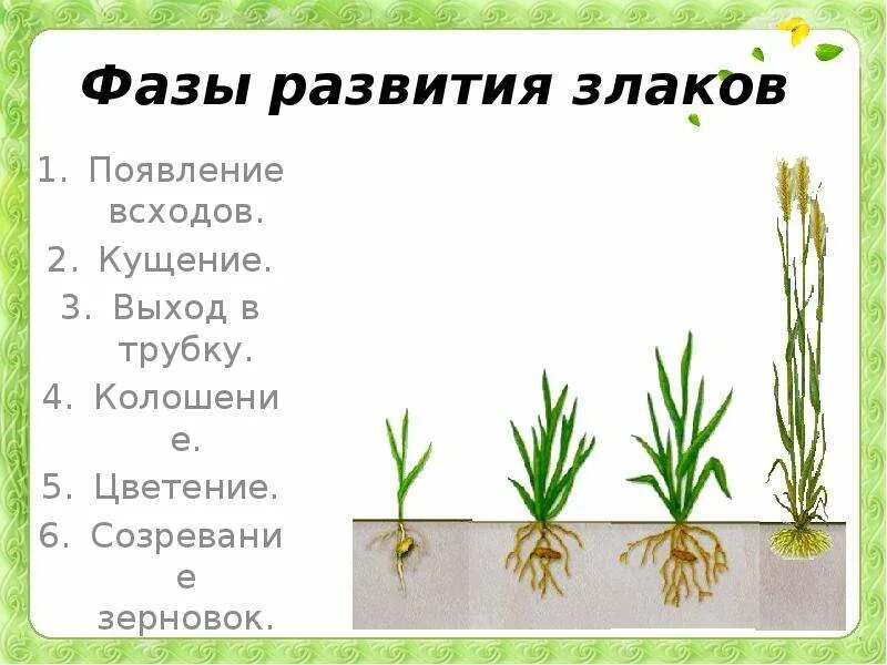 Пшеница в фазе выхода в трубку