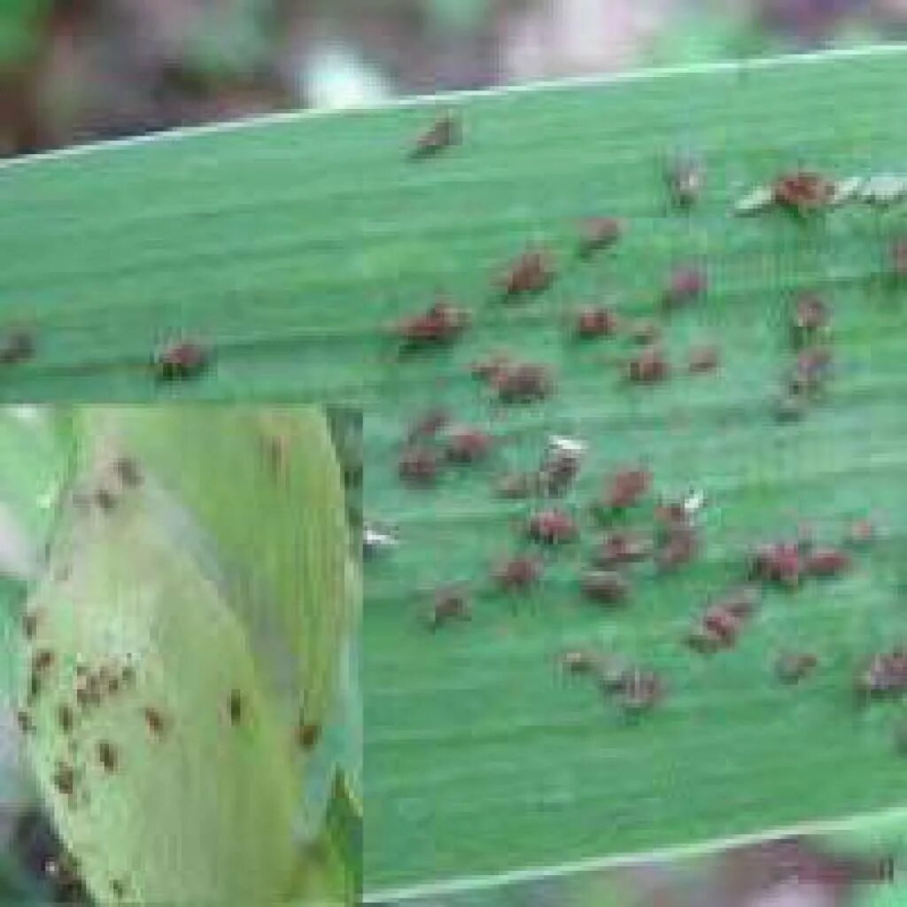 Вредители гладиолусов трипс. Болезни гладиолусов септориоз. Трипсы на гладиолусах фото и борьба. Трипсы на гладиолусах на луковицах. Трипс гладиолусов.