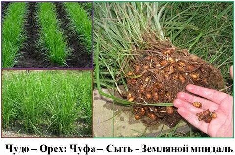Чуфа земляной