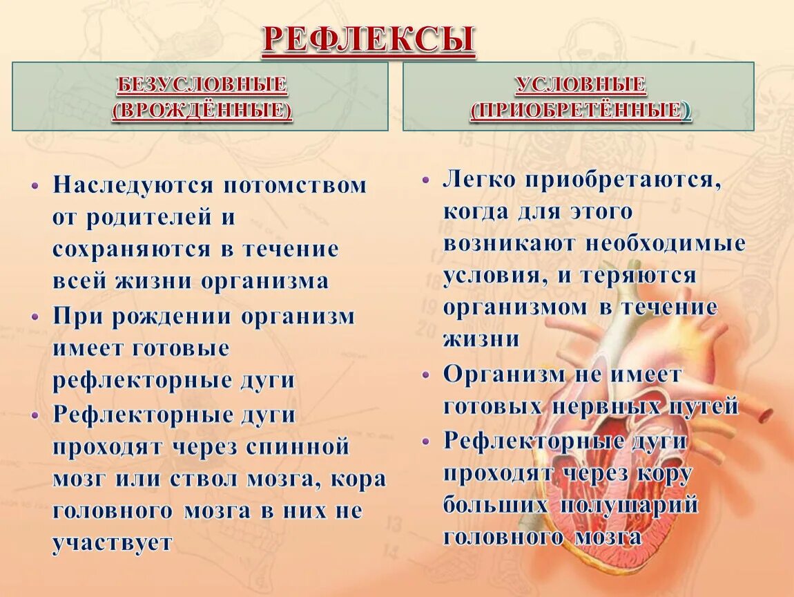 Врожденные рефлексы называют рефлексами