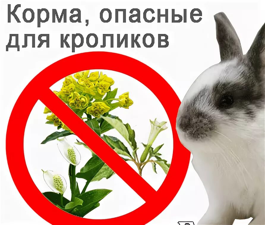 Можно давать кроликам деревья. Опасные корма для кроликов. Какие ветки можно давать кроликам. Ветки для кроликов. Какие ветки можно давать кроликам декоративным.