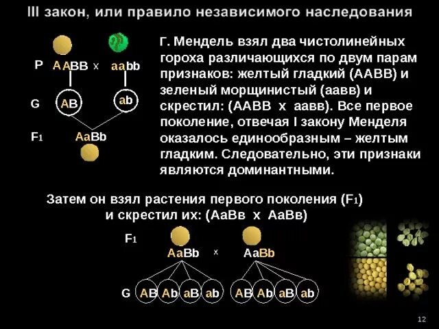 Желтый гладкий горох скрестили. Закон независимого наследования расщепление. Законы Менделя биология 11 класс. Схема независимого наследования. Законы Менделя биология 10 класс.