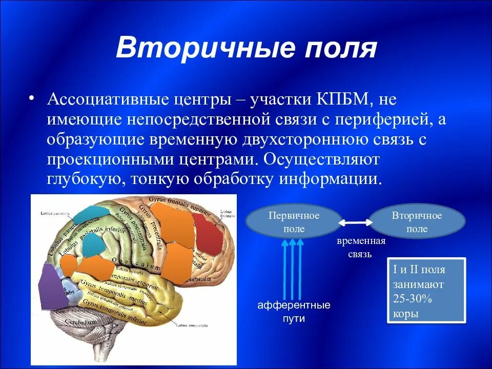 Вторичные поля мозга. Вторичные поля. Ассоциативные центры. Ассоциативное поле. Первичные и вторичные поля.