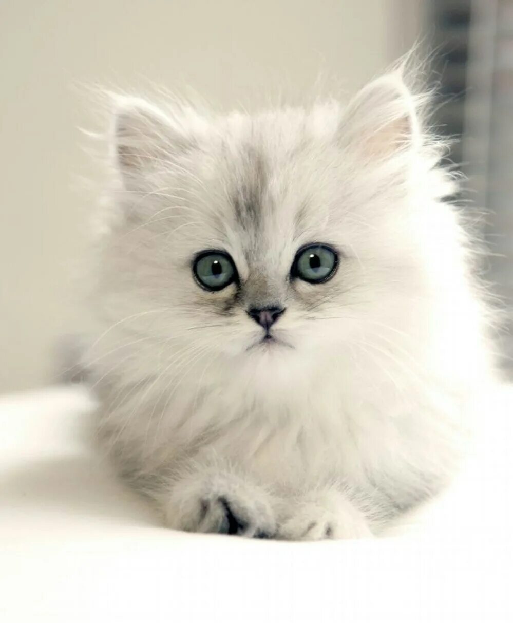Кошка красивая маленькая. Пушистые котята. Пушистый кот. Белый пушистый котенок. Красивые котята.