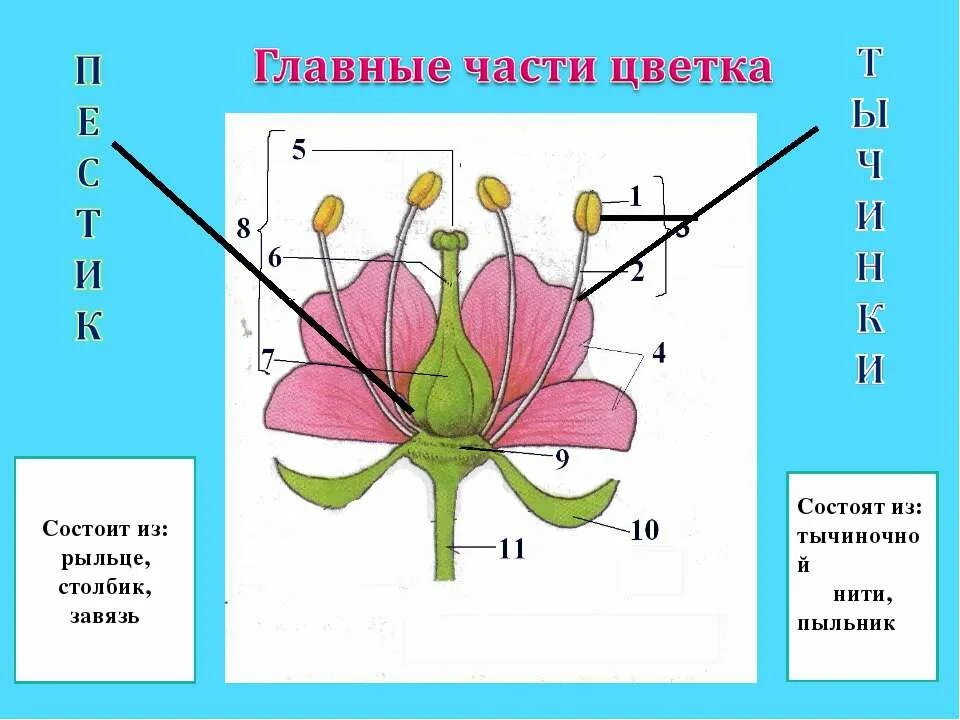 Генеративные органы цветка. Строение цветка примулы. Главные части цветка. Рыльце столбик и завязь.
