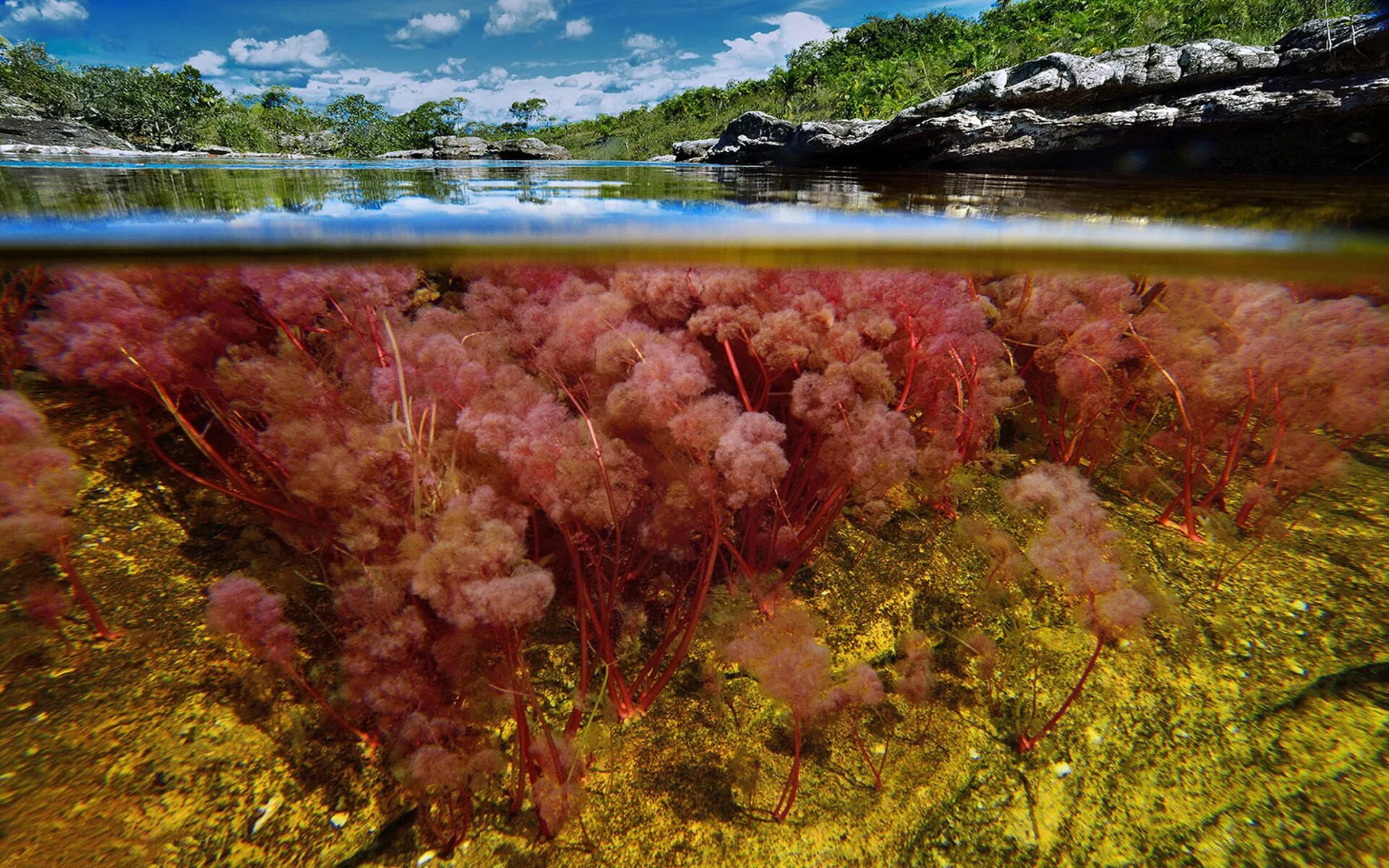 Почему водоросли красные. Река Каньо-Кристалес Колумбия. Разноцветная река Каньо-Кристалес (Колумбия). Водоросли Каньо Кристалес. Удивительная ПРИРОДАРЕКА Кано-Кристалес, Колумбия.