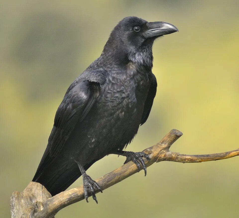 Corvus Corax птица. Корвус Коракс ворон. Черный ворон Corvus Corax. Отряд Воробьинообразные ворон. Где обитает ворона обыкновенная