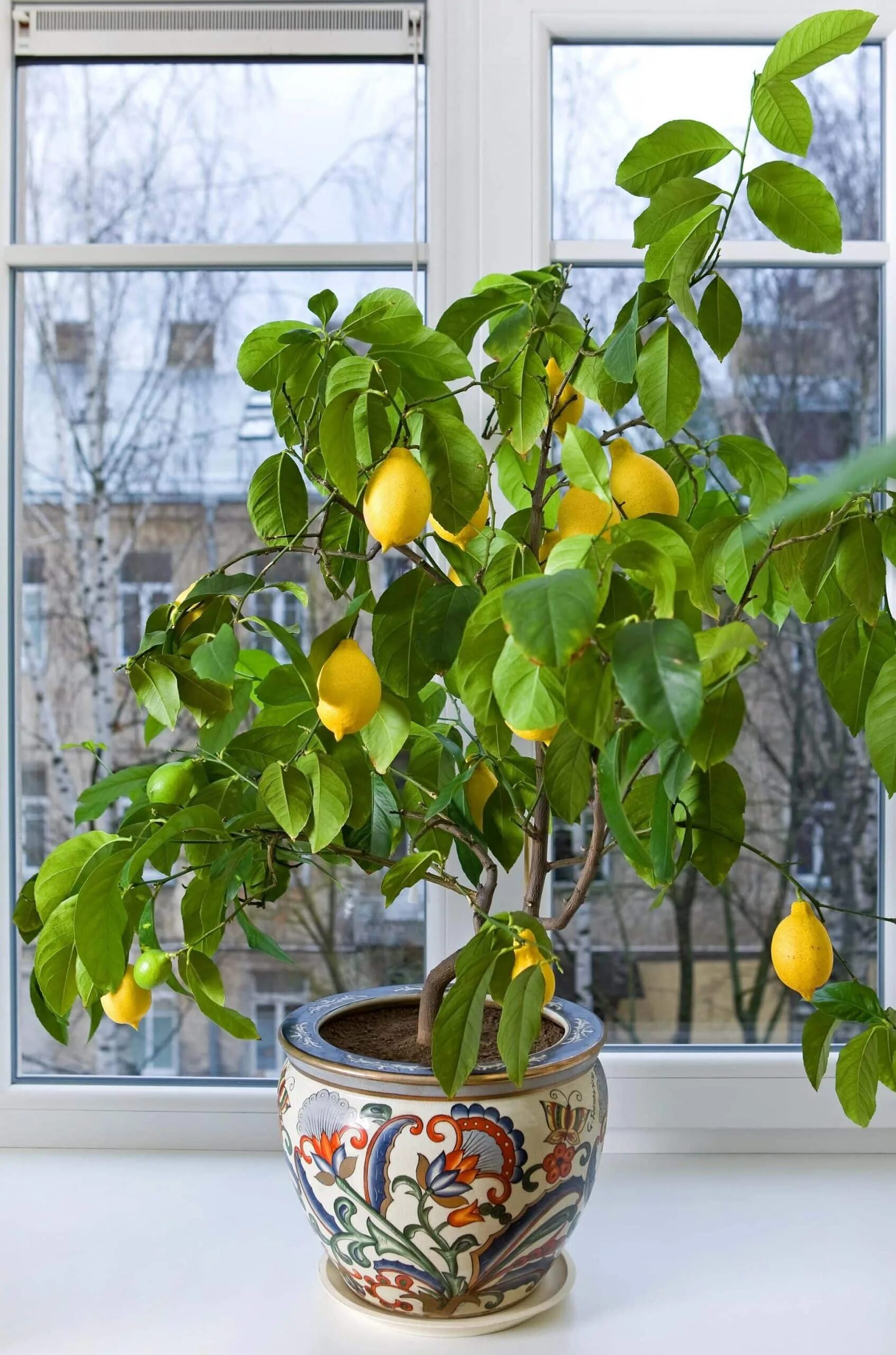Сколько домашний лимон. Цитрус лимон дерево. Цитрус (комнатное растение) лимон Мейера. Цитрус (комнатное растение) лимон Лунарио. Павловский (Citrus Limon Pavlovsky).