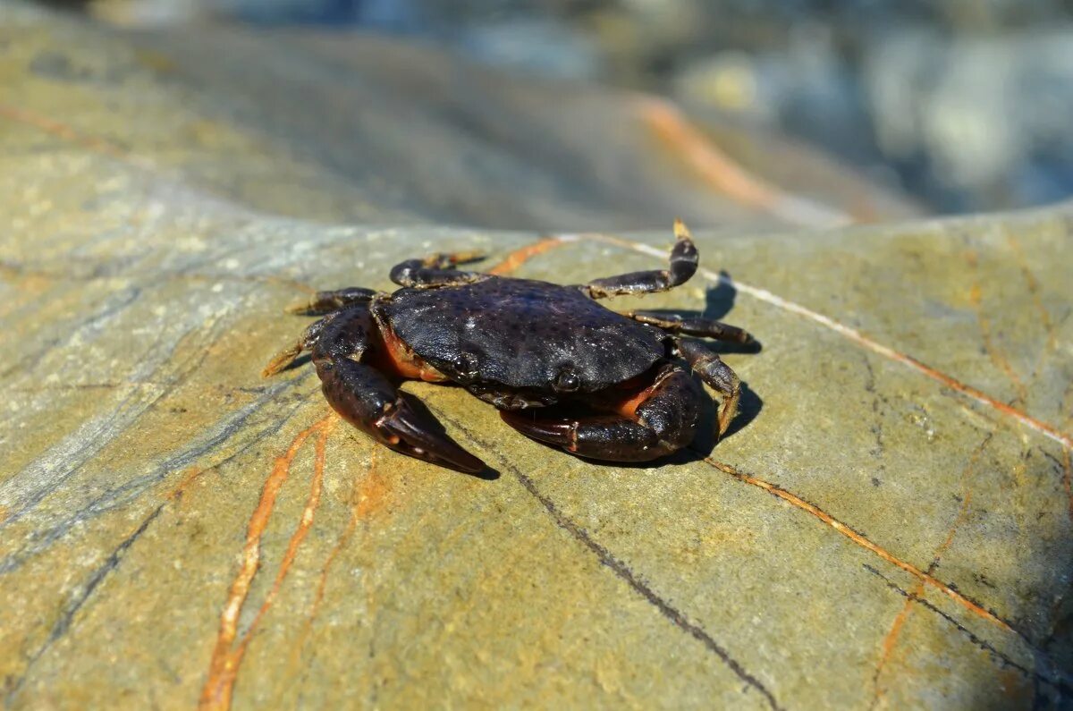 резиновый краб. крабика яблоновский. краб галатея красный. танцующие крабы. одежда с эмблемой крабик.