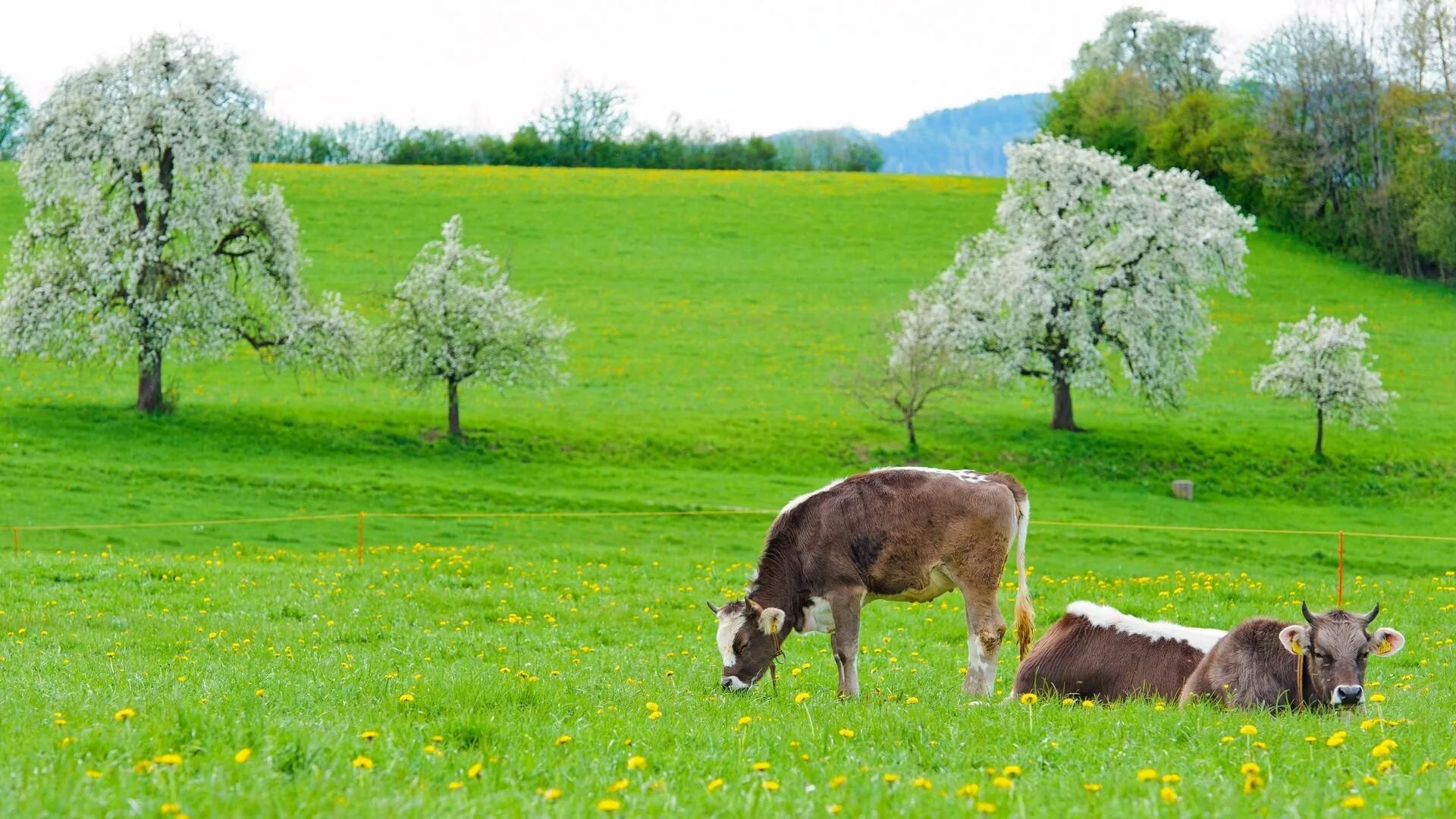 Коровка деревьев. Весенние пастбища. Коровы на лугу. Коровы на лугу весной. Животные на весеннем лугу.