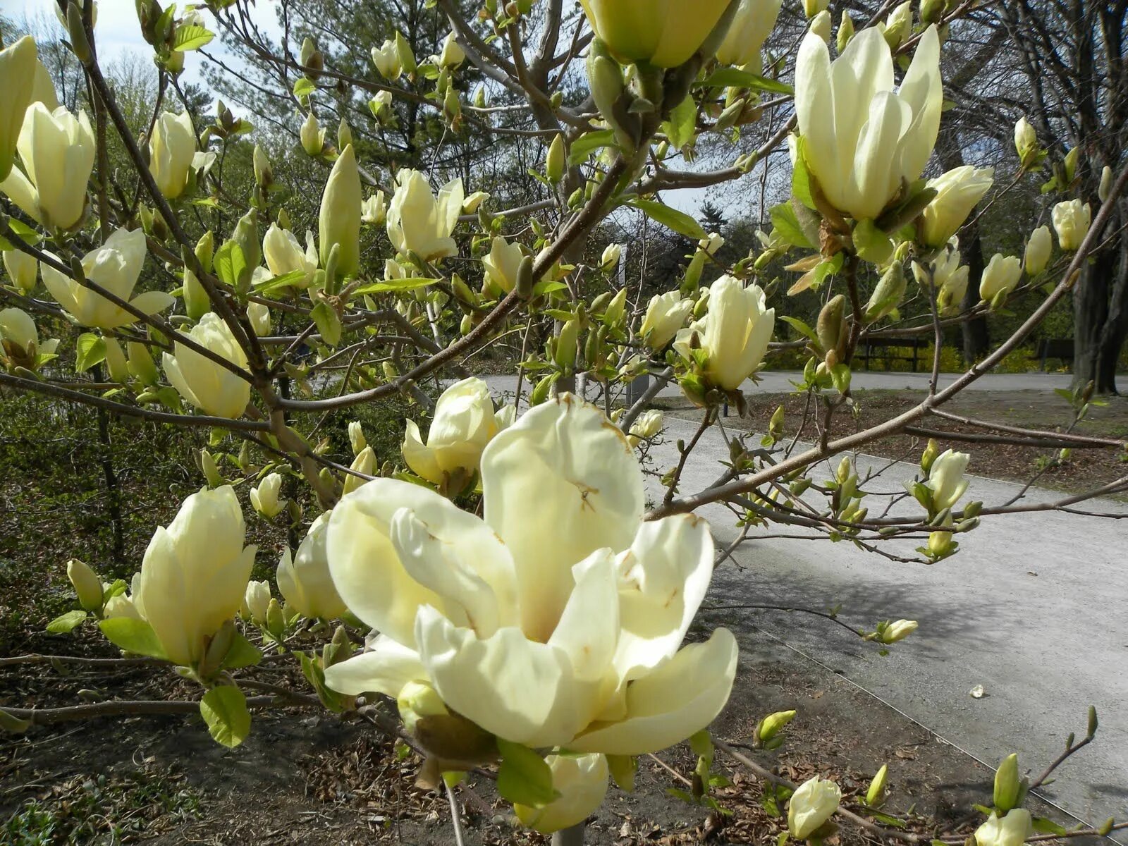 Magnolia Elisabeth Магнолия. Магнолия Суланжа Сьюзан. Магнолия officinalis. Магнолия Суланжа желтая. Купить магнолию саженцы в беларуси