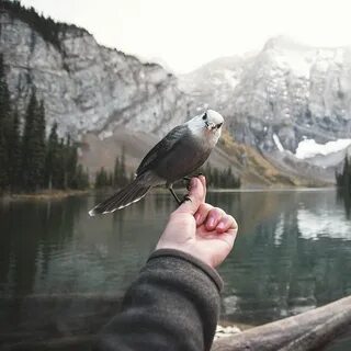 Птицы в горах