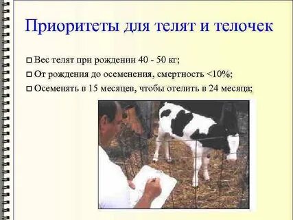 Сколько весит теленок в месяц