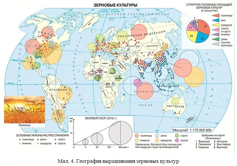 Рис главные страны. Основные районы выращивания пшеницы кукурузы риса в мире. Основные районы возделывания зерновых культур. Ареалы размещения основных зерновых культур (пшеница, рис, кукуруза)..