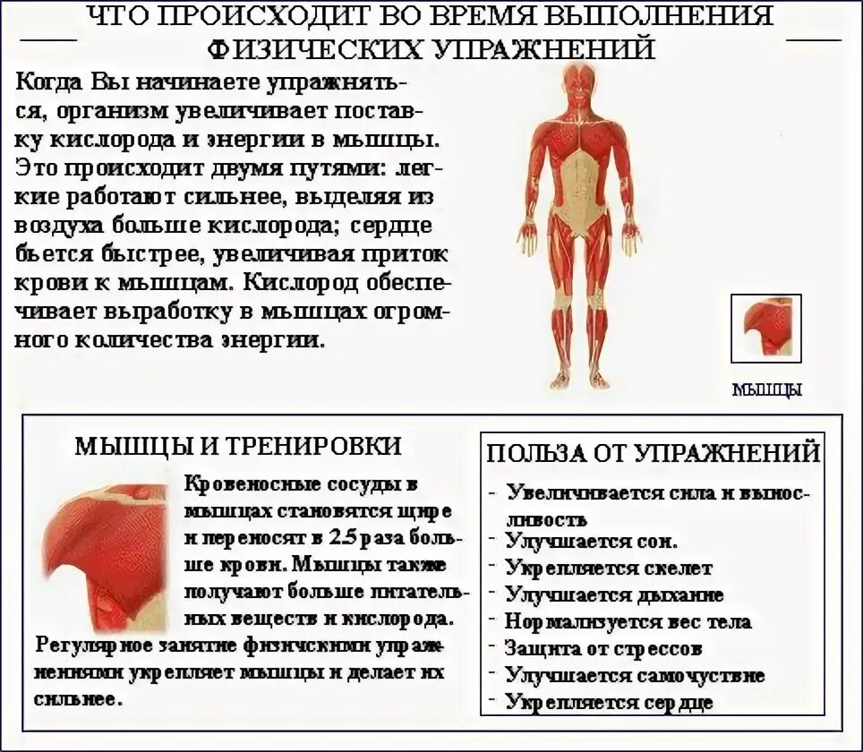 Тренировка чтобы мышцы не болели