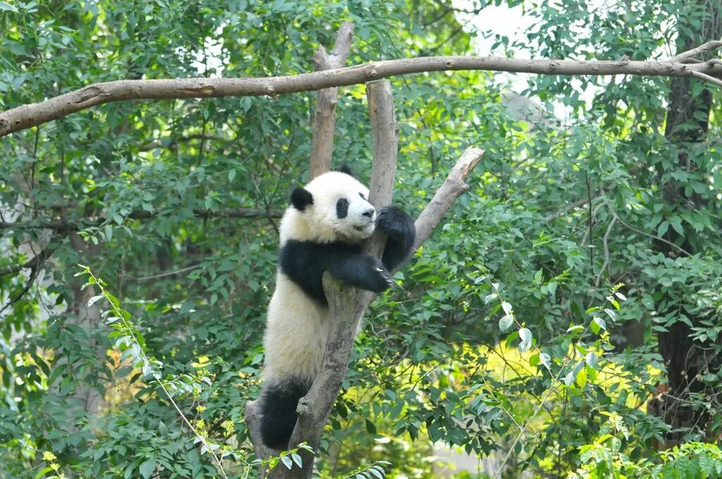 Панда атакует. Pandas change. Pandas change. Pandas change. Спящие панды.