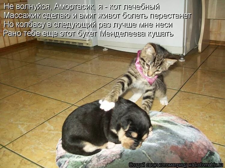 нужные цитаты. тоже переживает. собачки и котики с надписями. общение с подругами цитаты. переживаю за их отношения.