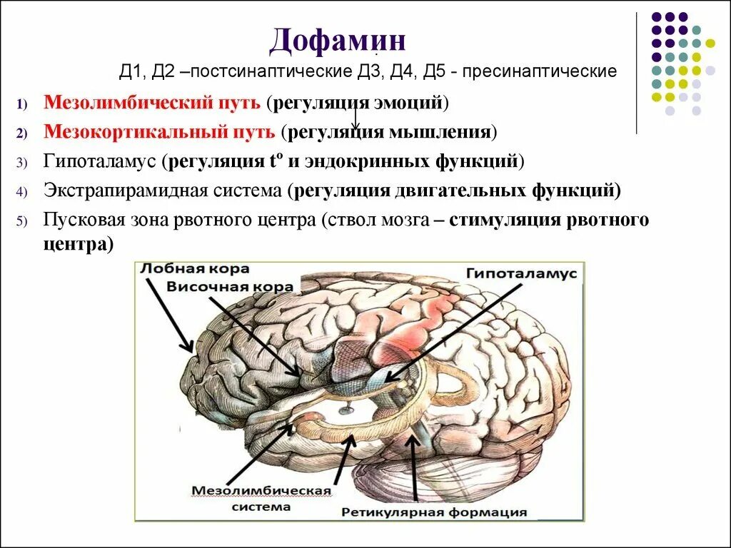 Дофаминергическая система головного мозга. Мезолимбический путь дофамина. Дофаминергическая система ствола мозга. Дофаминовые рецепторы головного мозга.